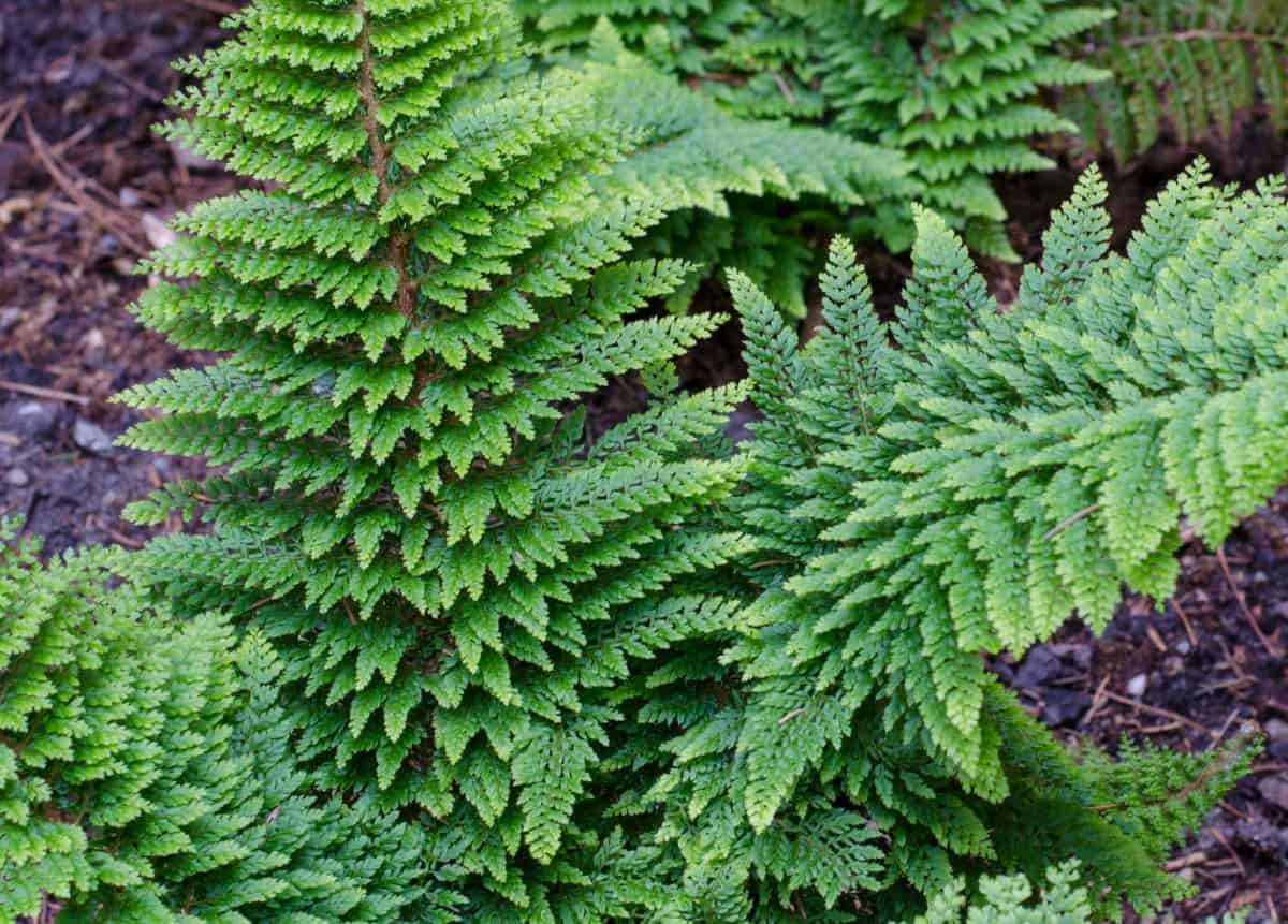 The soft shield fern makes a droopy lace ground cover.