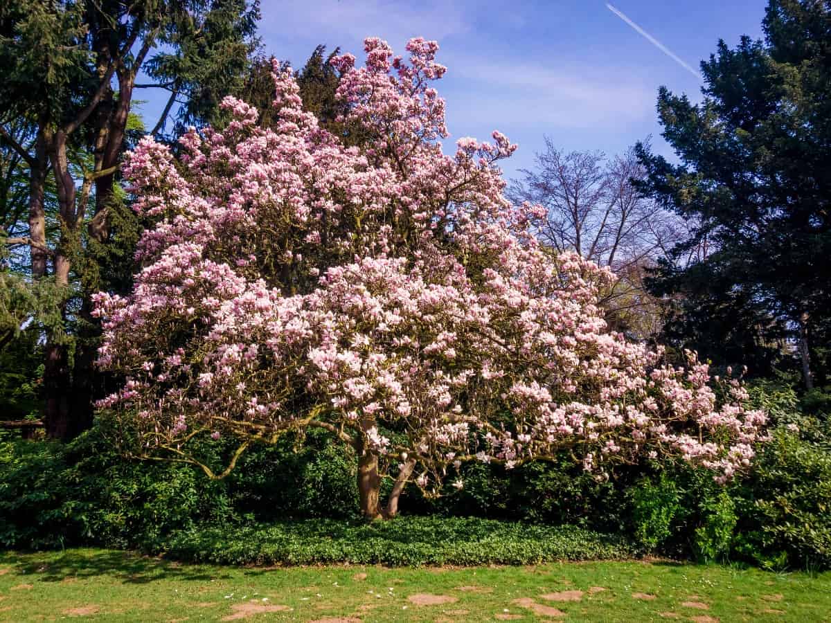 Give southern magnolia trees plenty of room to grow.