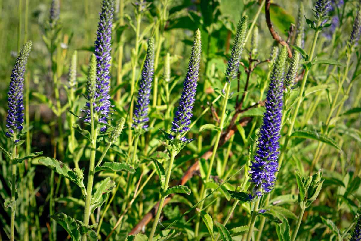 The flower spikes of speedwell plants make excellent cut flowers.