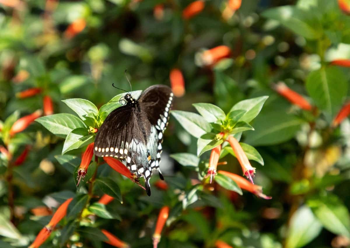 Spicebush swallowtails depend on the spicebush for caterpillar growth.