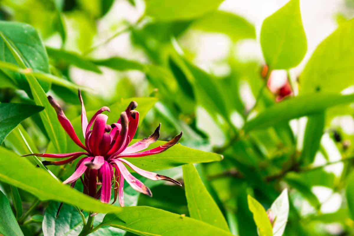 Since the spicebush loves the sun, the coast is a great place to grow it.