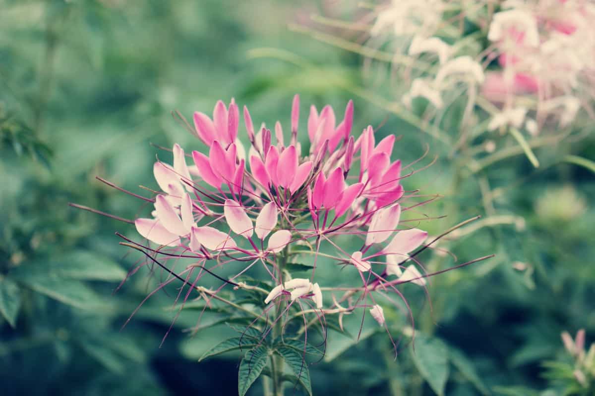 Spider flowers sprout quickly in poor soil.