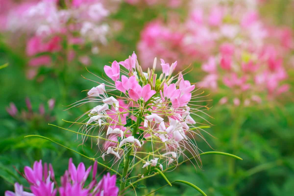 The spider flower or cleome doesn't mind the heat.