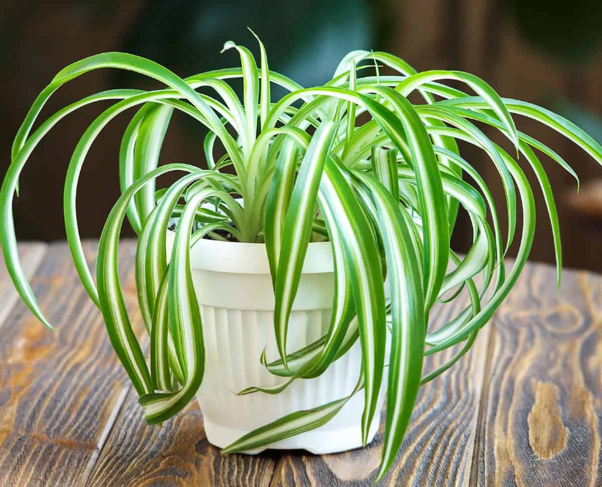 Spider plants are easy to grow and propagate.