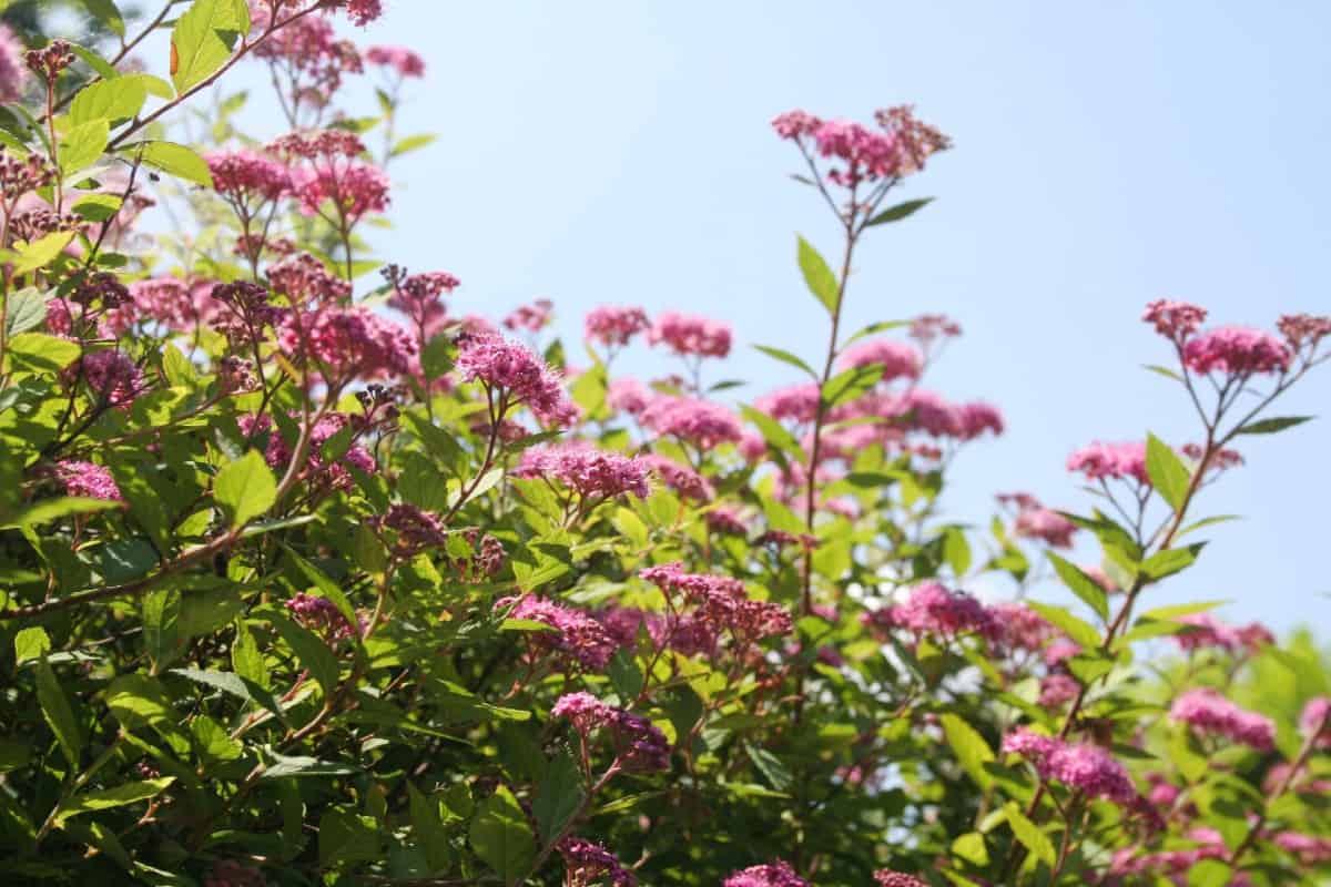 Spirea is a popular evergreen flowering shrub.