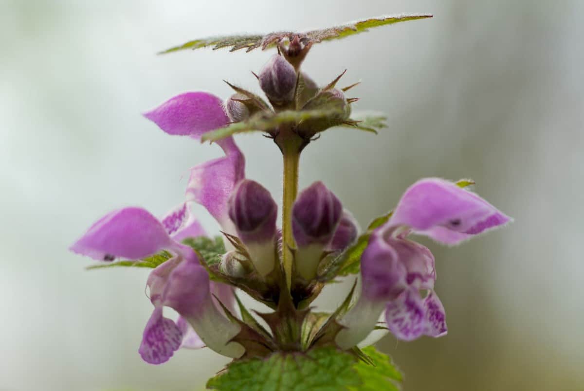 Spotted deadnettle is considered an invasive weed in some areas so check before planting it.