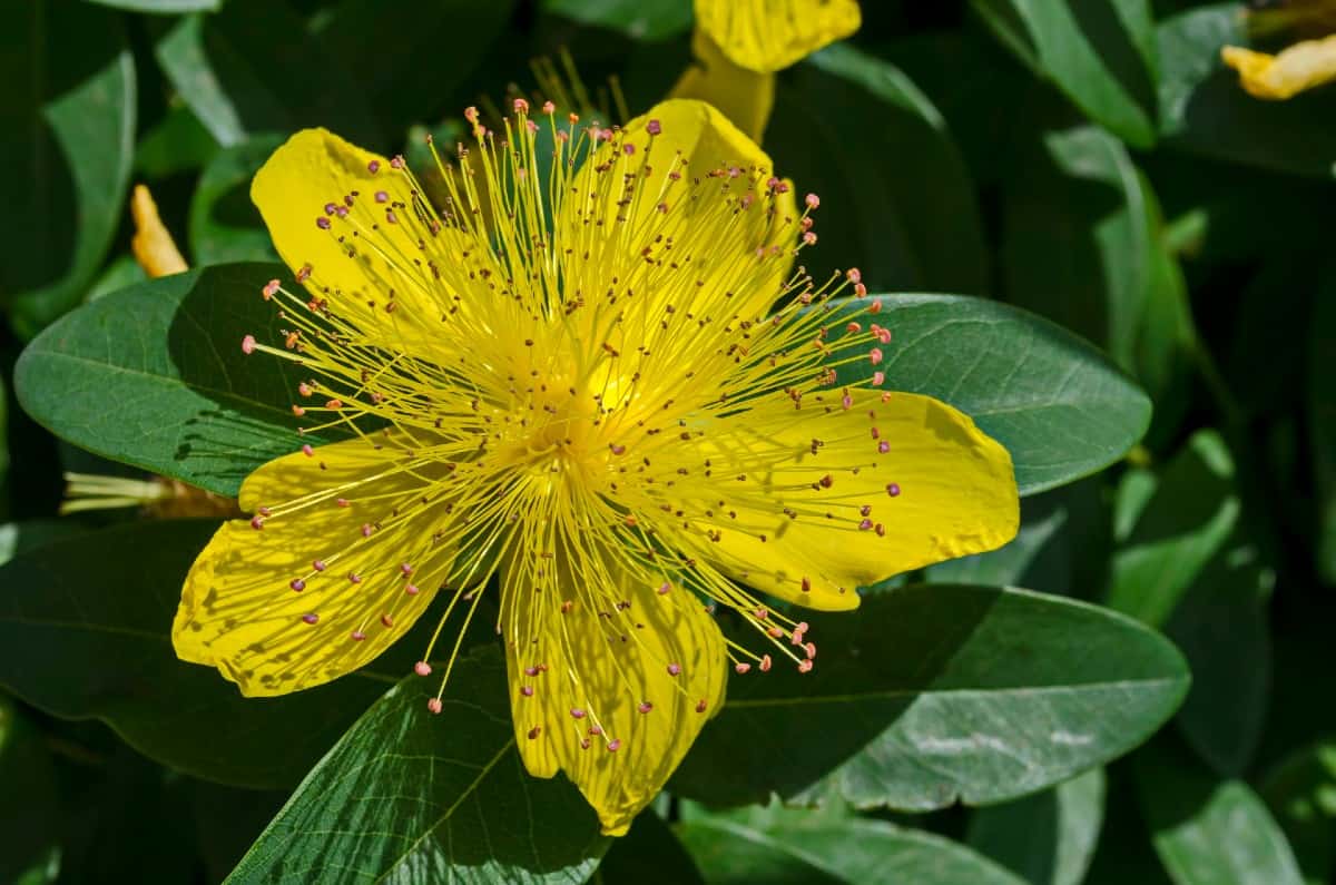 Golden rule St. John's wort makes an excellent ground cover.