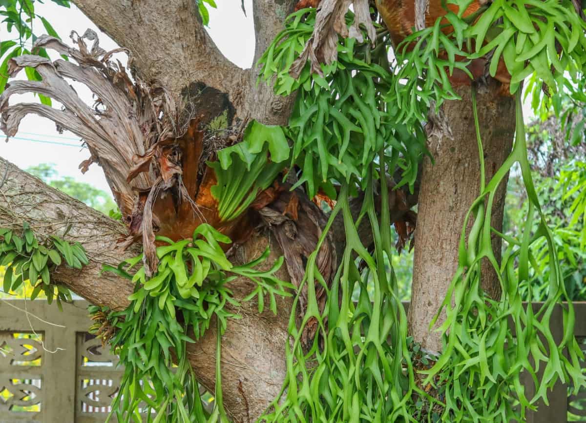 Staghorn ferns are some of the most unusual climbing ferns.