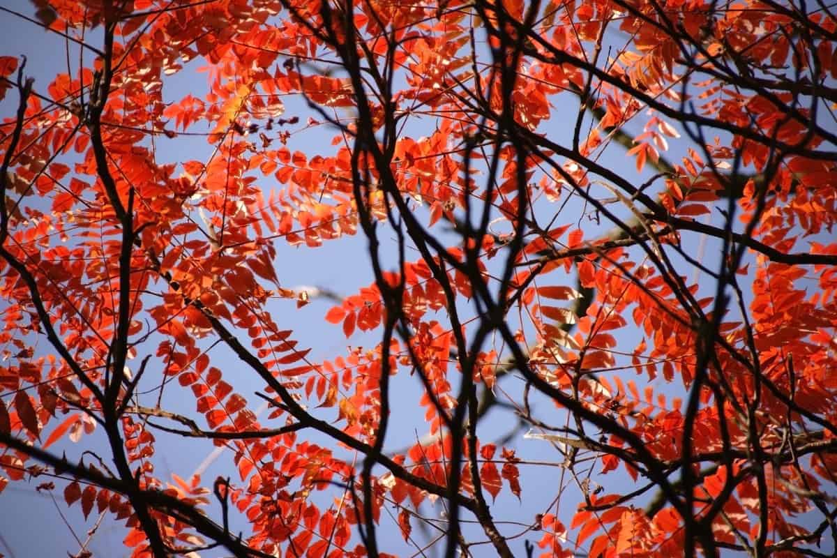 The staghorn sumac shrub has impressive fall foliage.