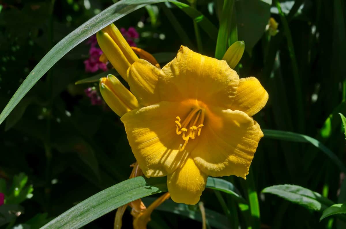 Stella de Oro daylilies are fragrant and lovely.