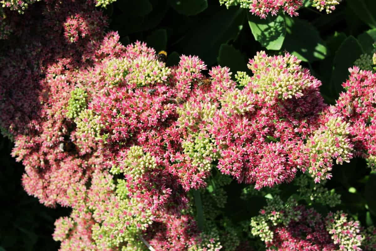 Stonecrop is an easy succulent to grow.