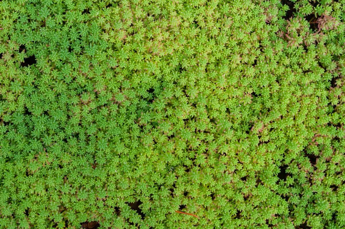 A succulent-like plant, stonecrop grows well between rocks and stepping stones.