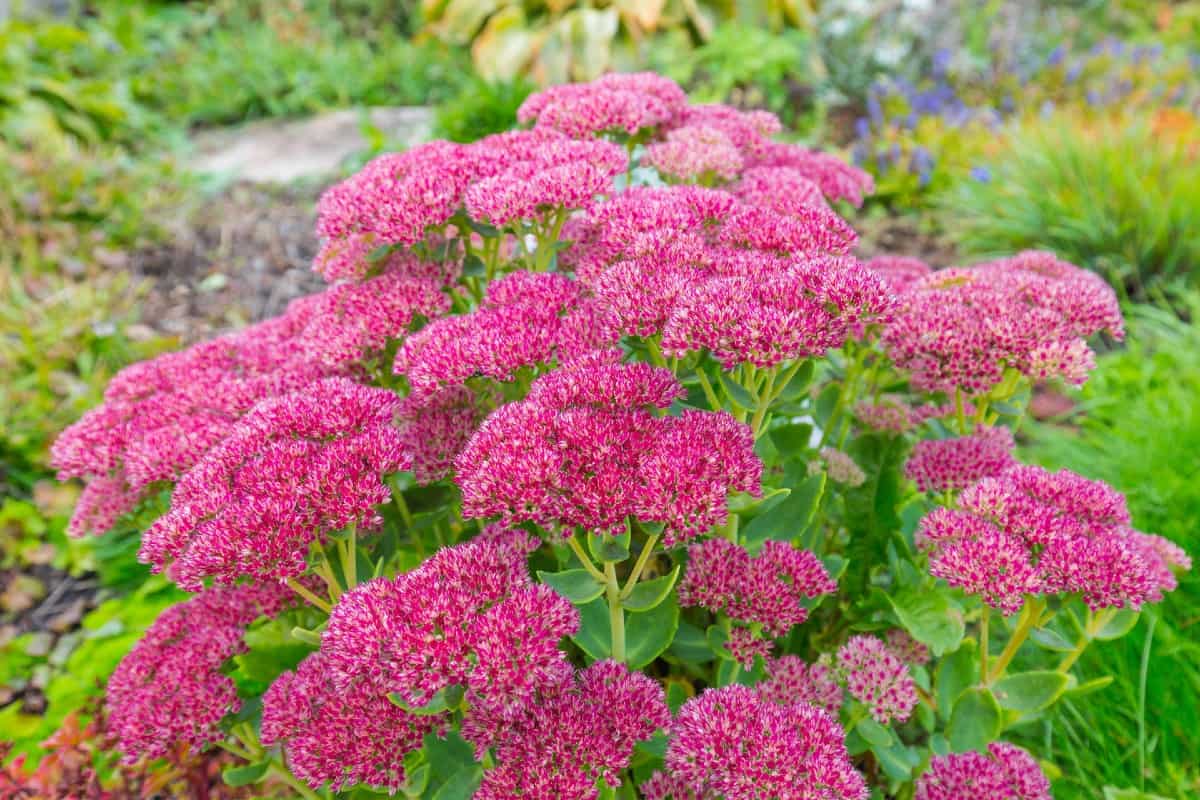 Stonecrop is a drought-tolerant shrub.