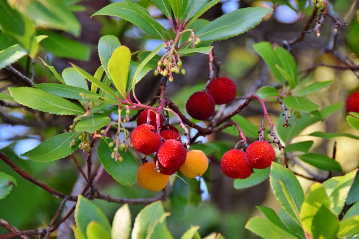 The slow-growing strawberry tree attracts hummers.