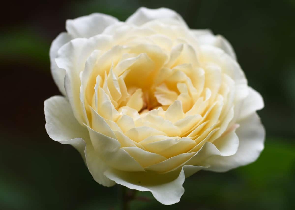 Summertime roses are climbers with a sweet fragrance.