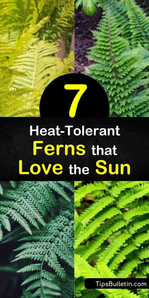 Discover how to fill sunny areas of the yard and garden with sun loving ferns such as the cinnamon fern, shield fern, ostrich fern, and lady fern. Many of these ferns spread through creeping rhizomes, and fill empty spaces with ease. #sunlovingferns #ferns #sunloving #plants