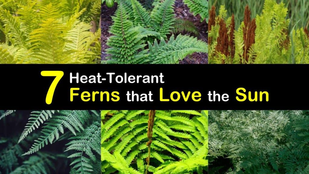 7 Heat-Tolerant Ferns that Love the Sun - Tips Bulletin