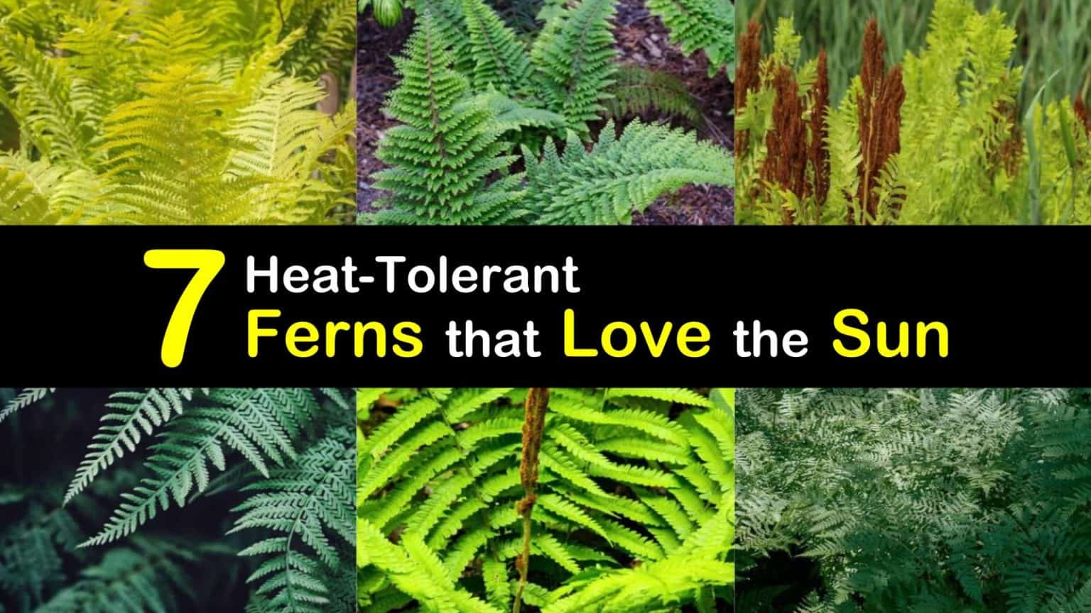 7 HeatTolerant Ferns that Love the Sun