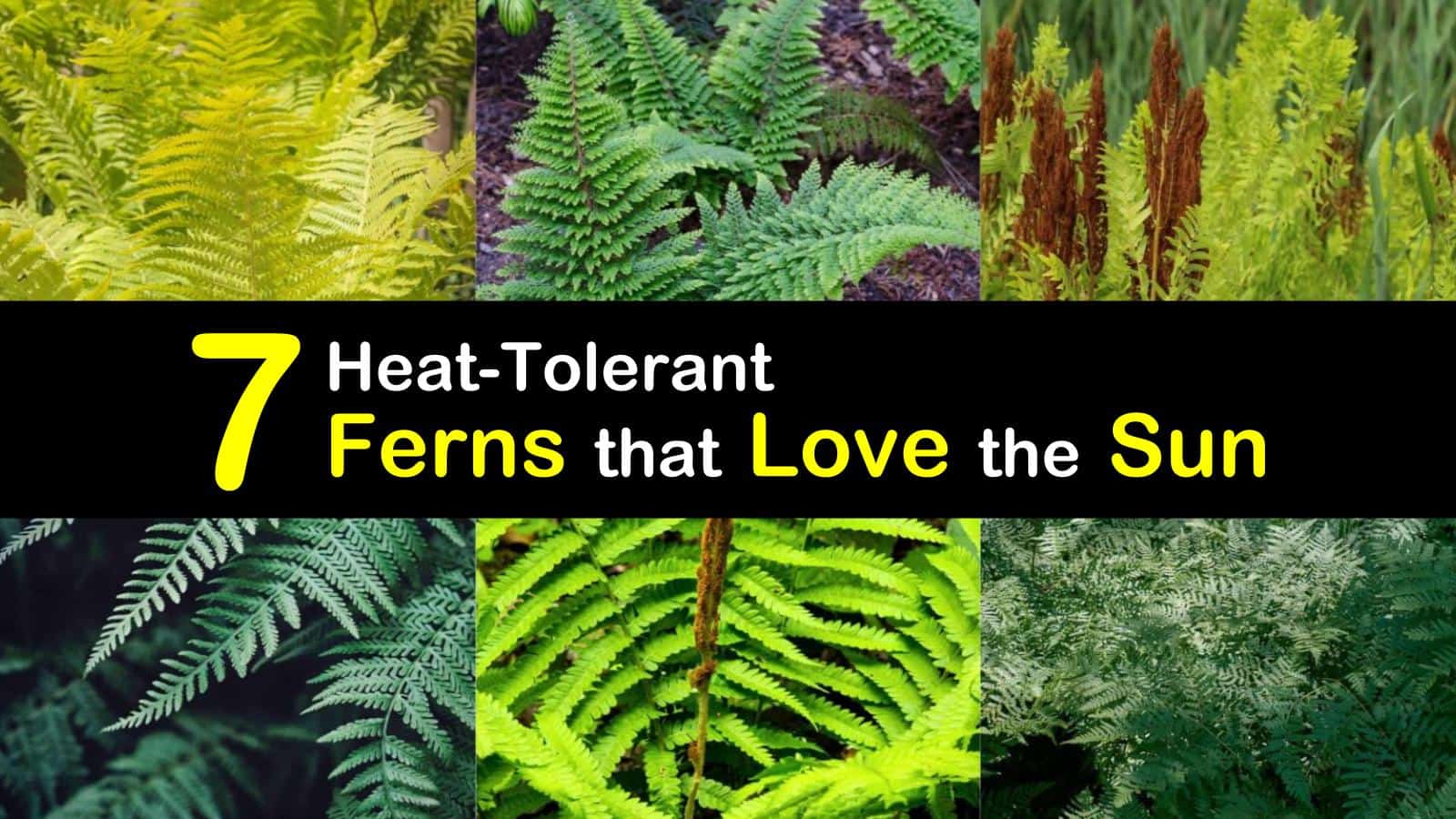 7 HeatTolerant Ferns that Love the Sun