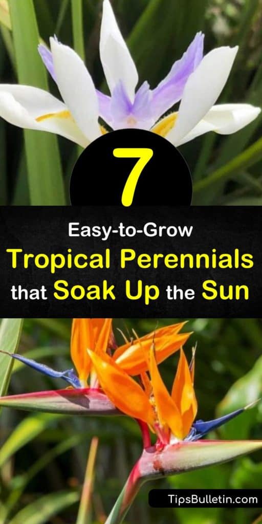 Discover how to create a tropical garden in your yard by planting canna, colocasia, and the popular houseplant, elephant ears. Attract hummingbirds with hibiscus and brugmansia or plant caladium for tropical ground cover. #sunlovingtropicalplants #tropicalplants #sunlovingplants