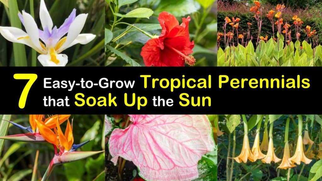 Sun Loving Tropical Perennials titleimg1