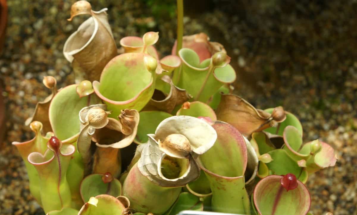 Sun pitcher plants are an exotic-looking carnivorous plant.