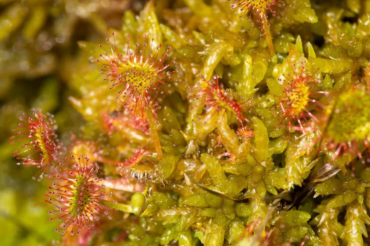 The sundew has sticky hairs to trap insects to eat.