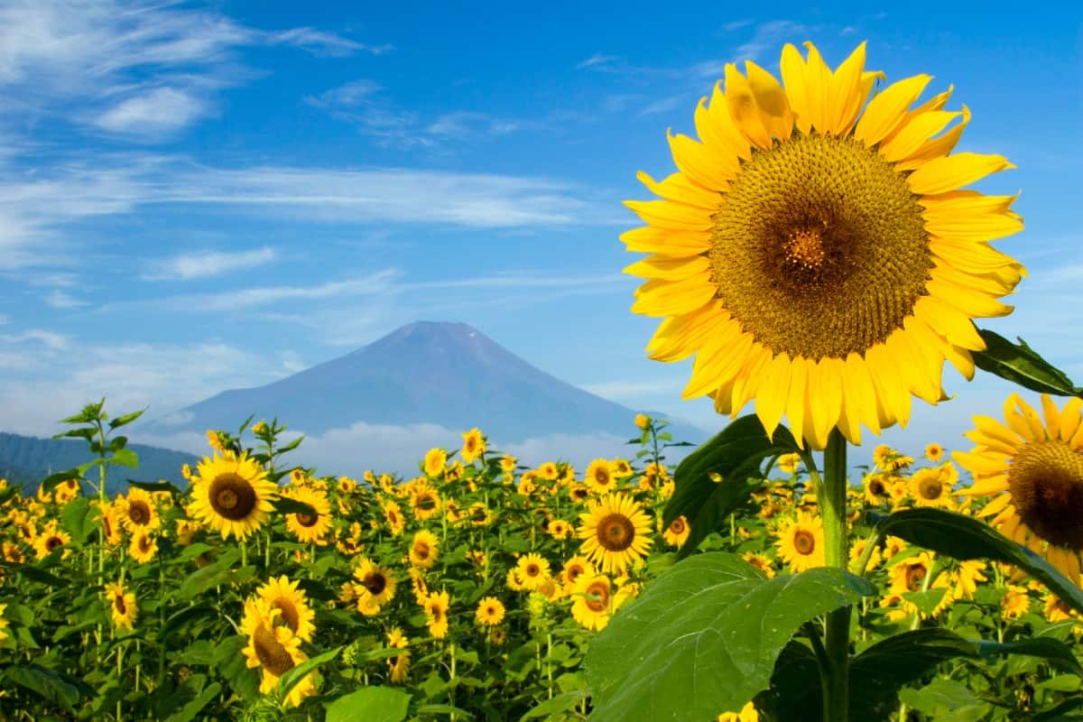 Sunflowers are easy to grow and birds love the seeds.