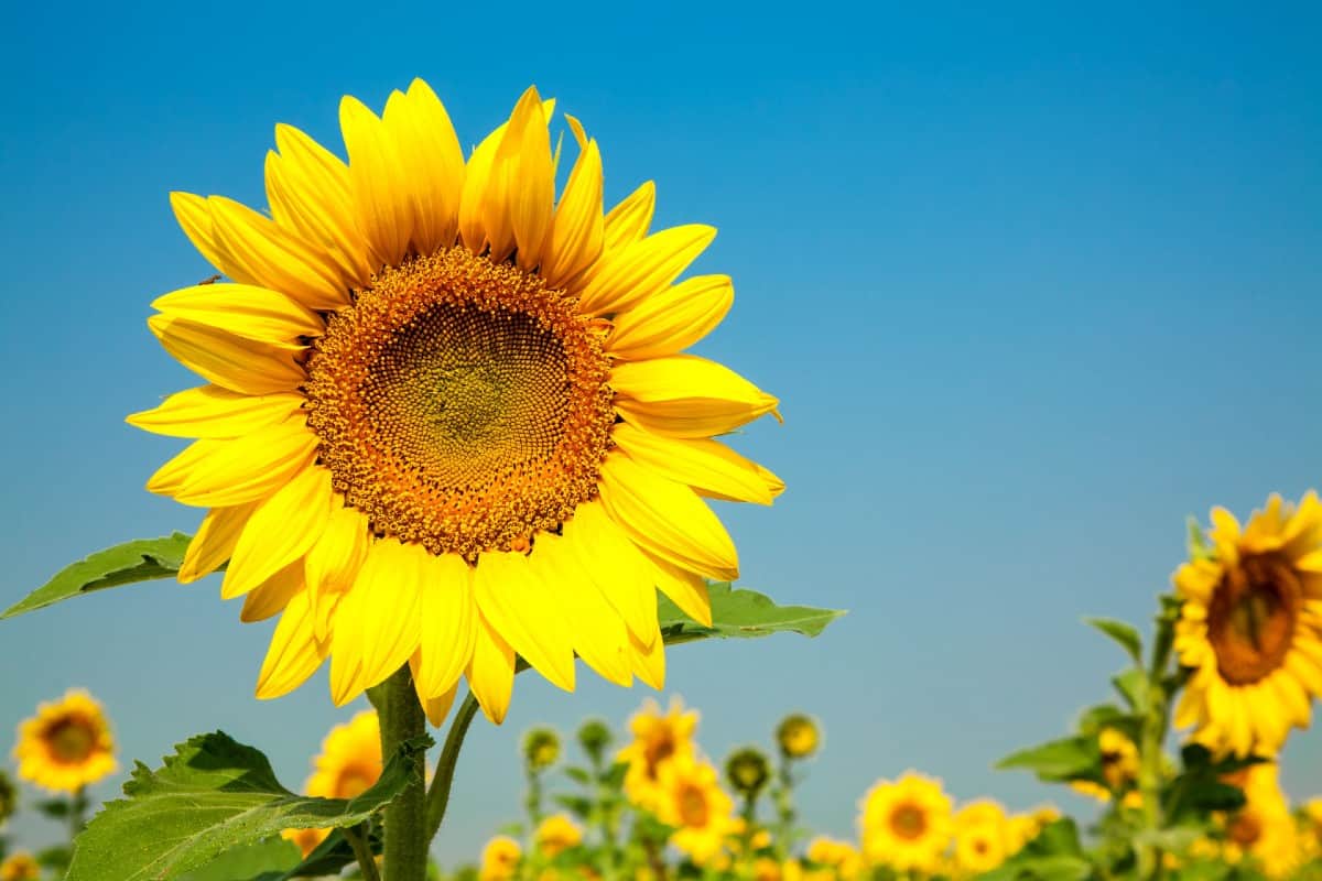 Sunflowers are easy to grow from seed.