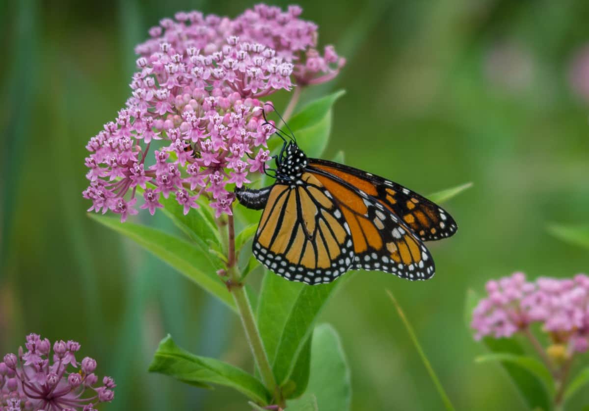 If you want monarch butterflies coming to your yard, you need swamp milkweed plants.