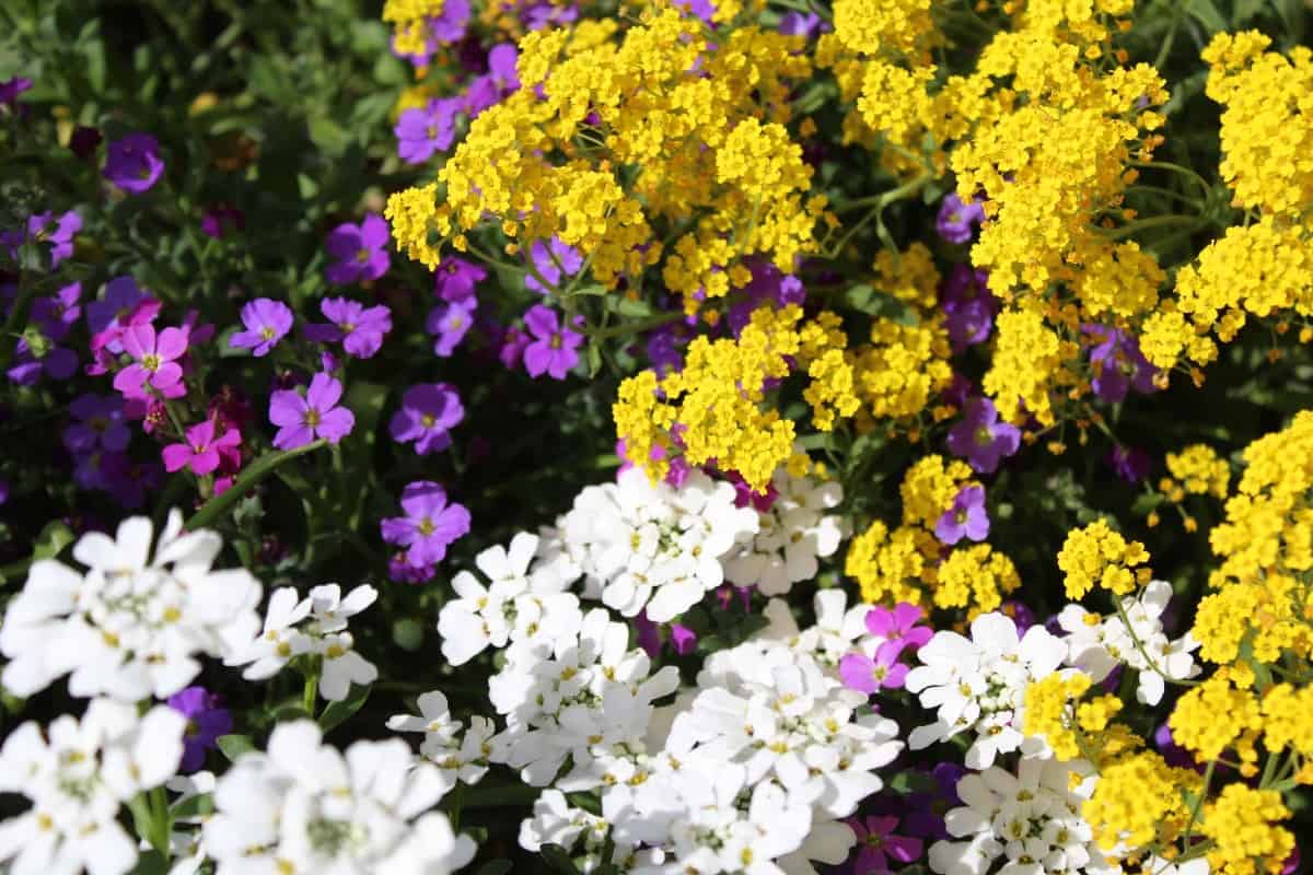 Sweet alyssum has a pleasant smell in late spring.