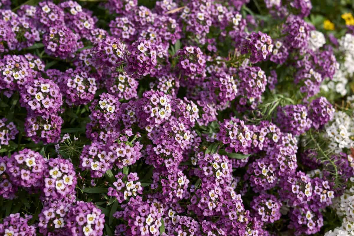 Sweet alyssum is an attractive ground cover flower.