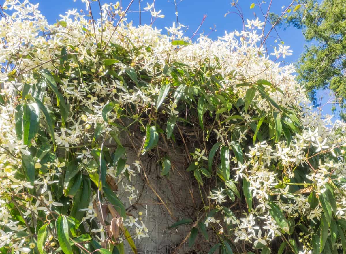 Sweet autumn clematis has a pleasant fragrance.