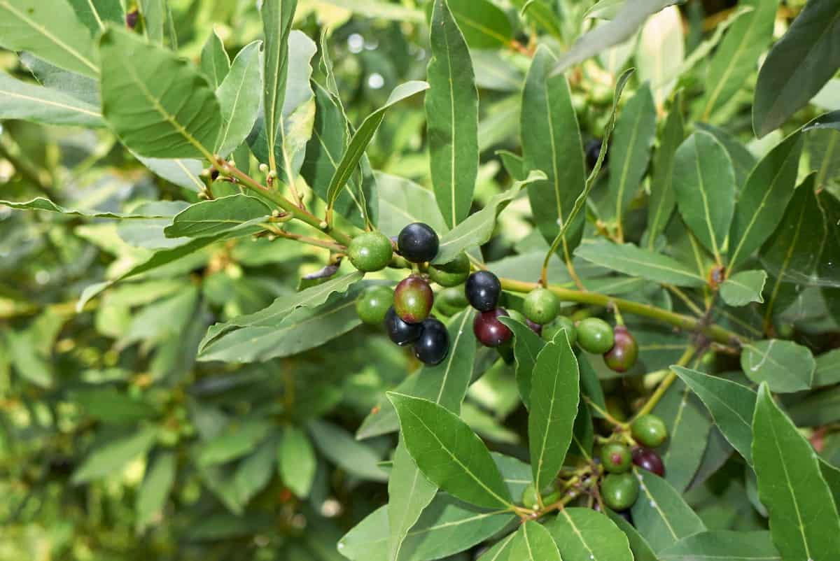 Grow a sweet bay tree to harvest the leaves for cooking and decoration.