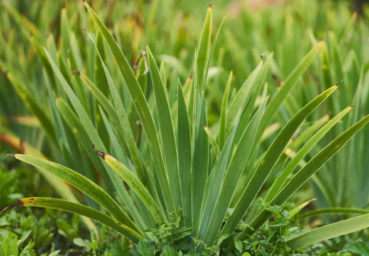 Sweet flag is ideal as a ground cover or in a hanging basket.