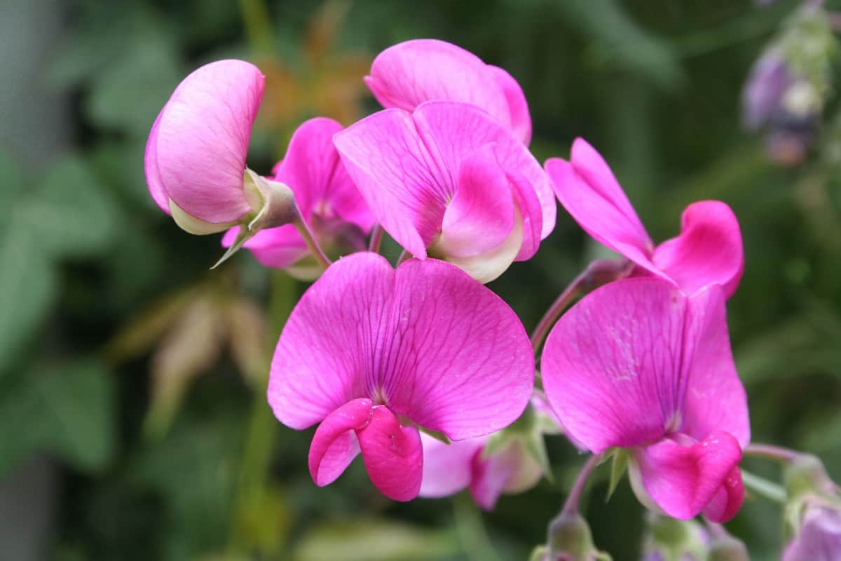 Sweet peas are annuals that smell lovely in the summer.