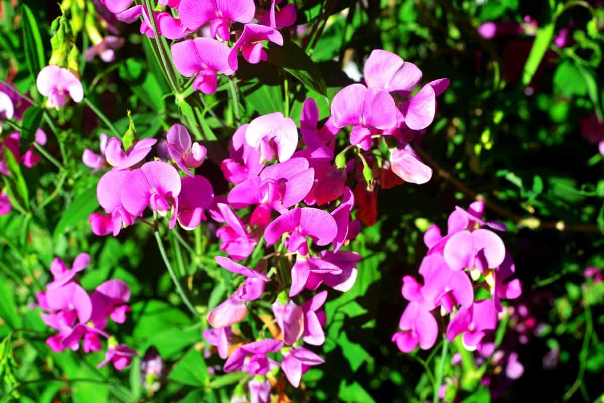 Sweet peas are climbing flowers.