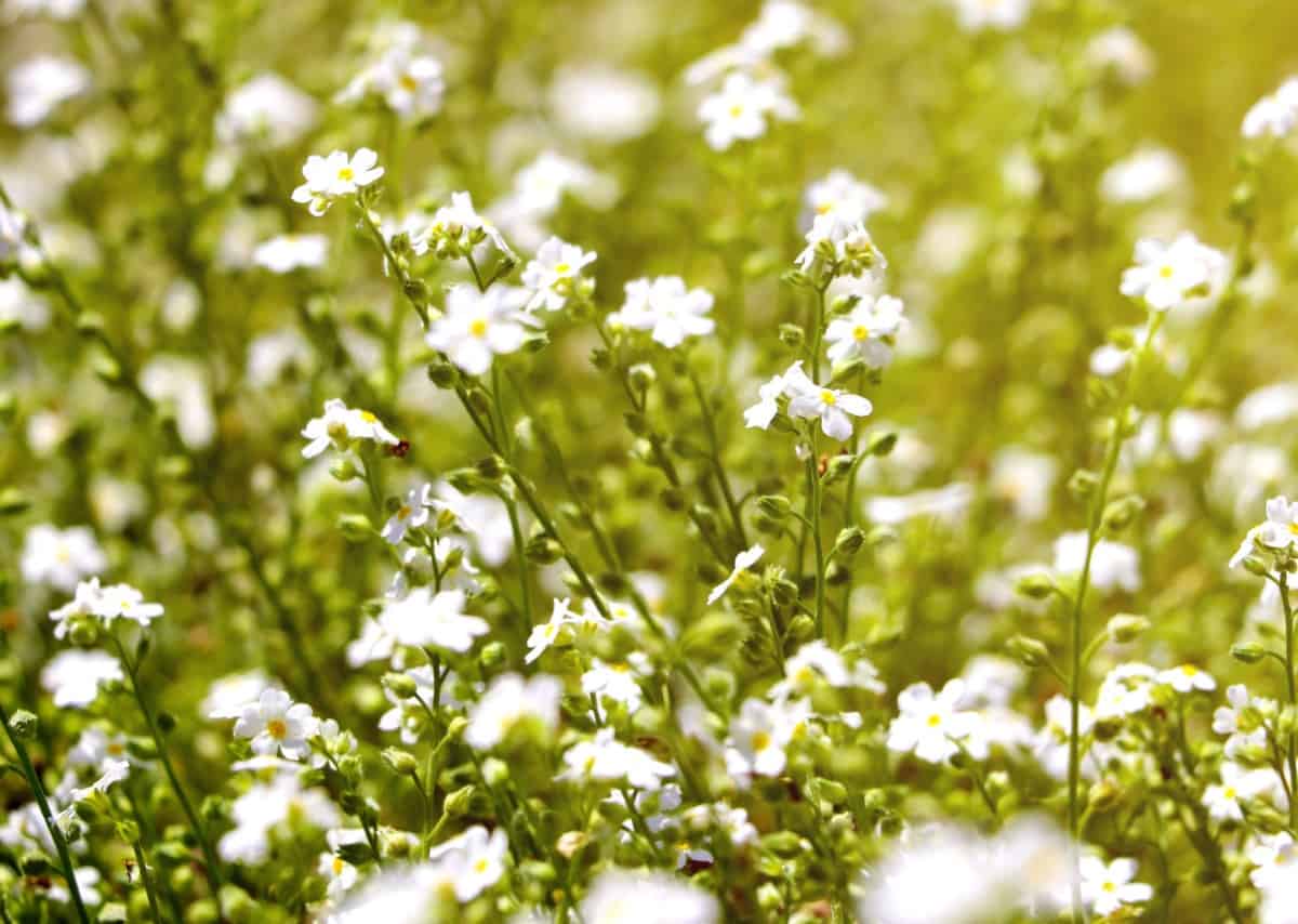 Sweet woodruff has a pleasant, fresh scent.