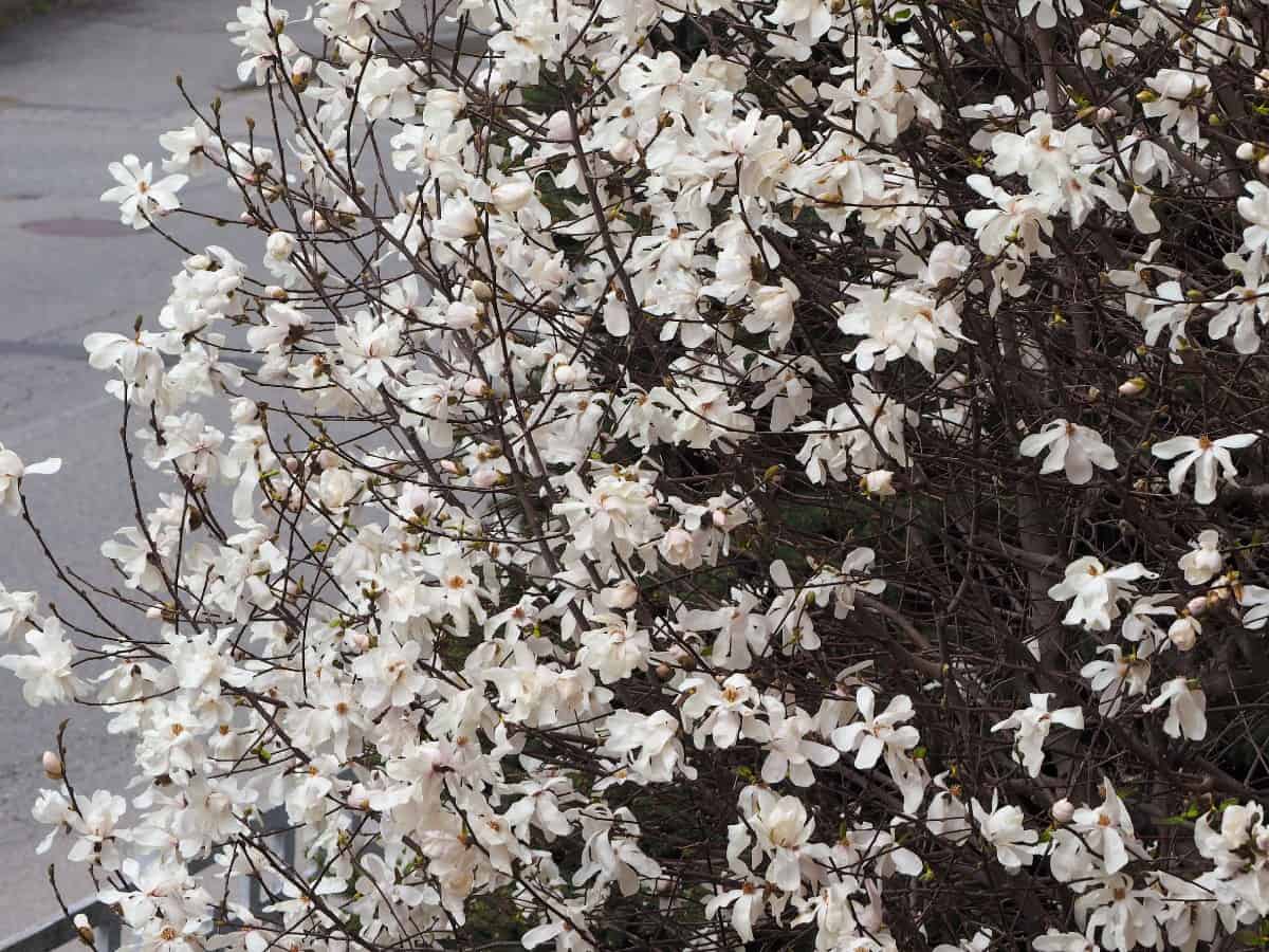 The sweetbay magnolia has lemon-scented flowers.