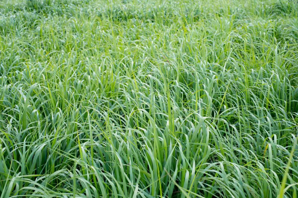 Plant some switchgrass for pretty flowers in mid to late summer.