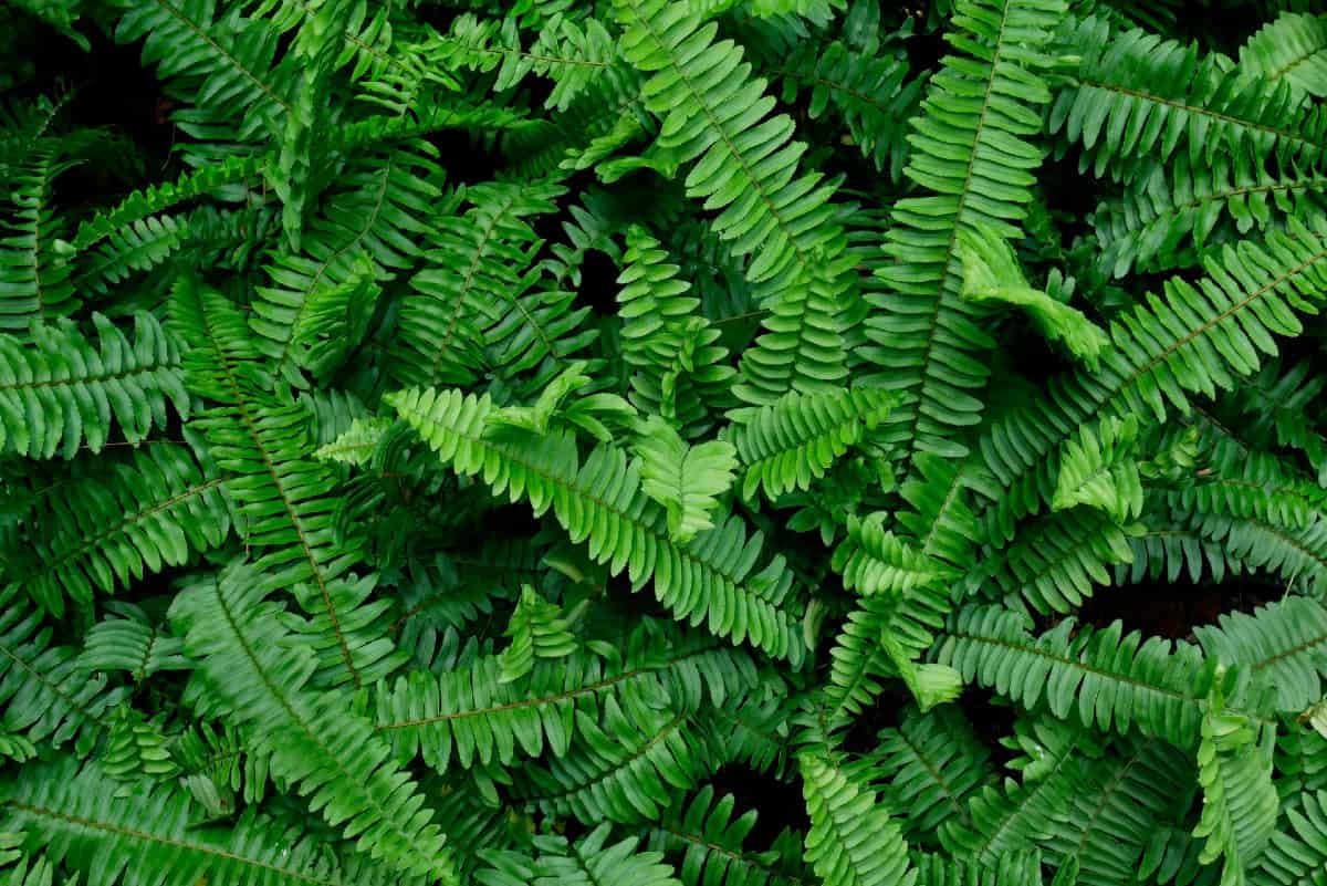 Some sword fern species are invasive, so choose carefully.