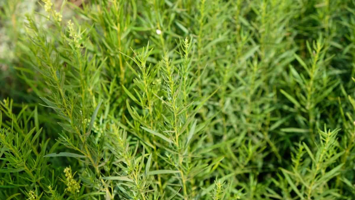 Grow tarragon from seeds or a young plant.