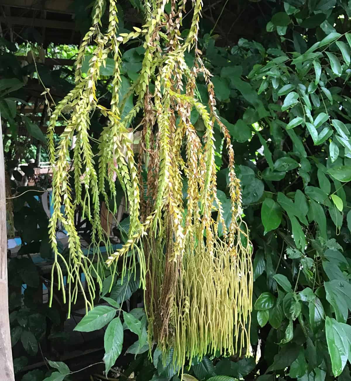 The tassel fern is an unusual evergreen specimen particularly suited for a hanging basket.