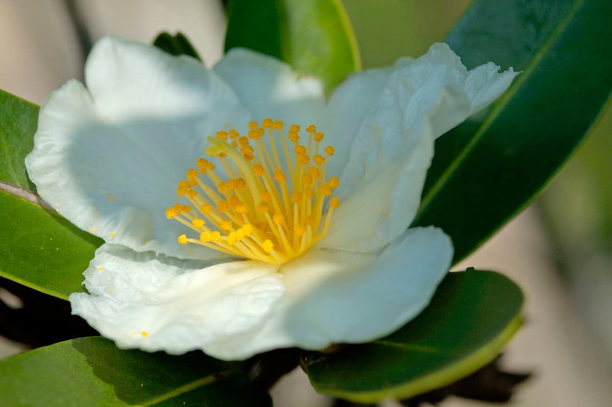 The tea plant is a popular ornamental for shady areas.