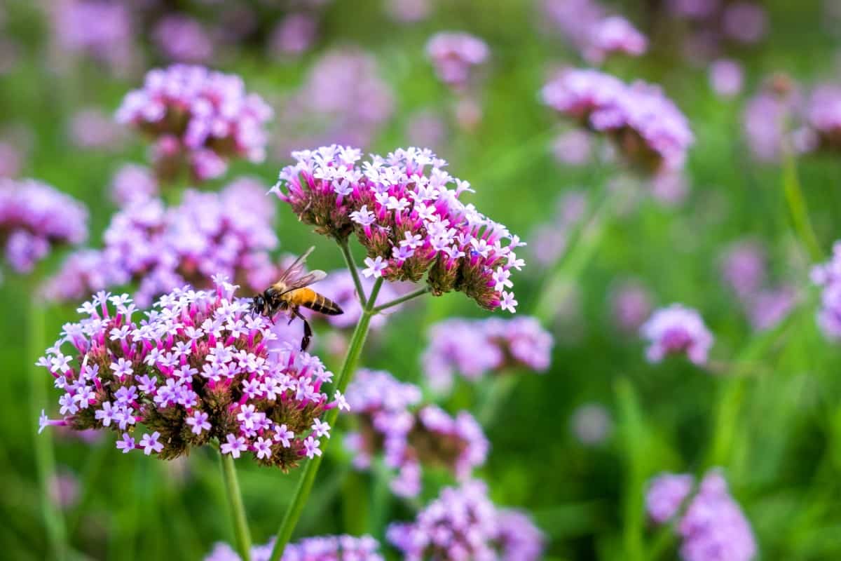 Tears of Isis or verbena is an annual that is perfect for container gardening.