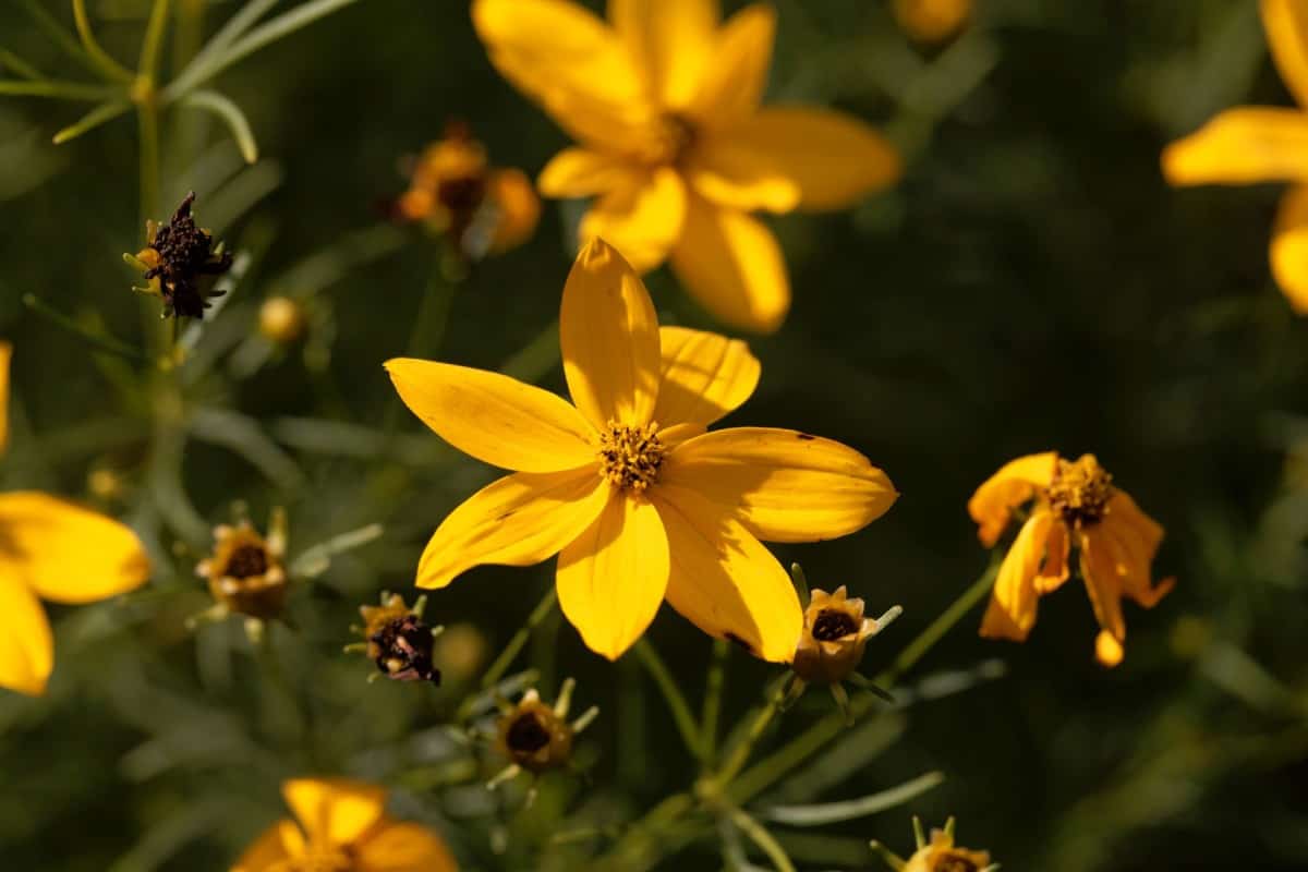 Birds enjoy snacking on tickseed seeds in fall and winter.