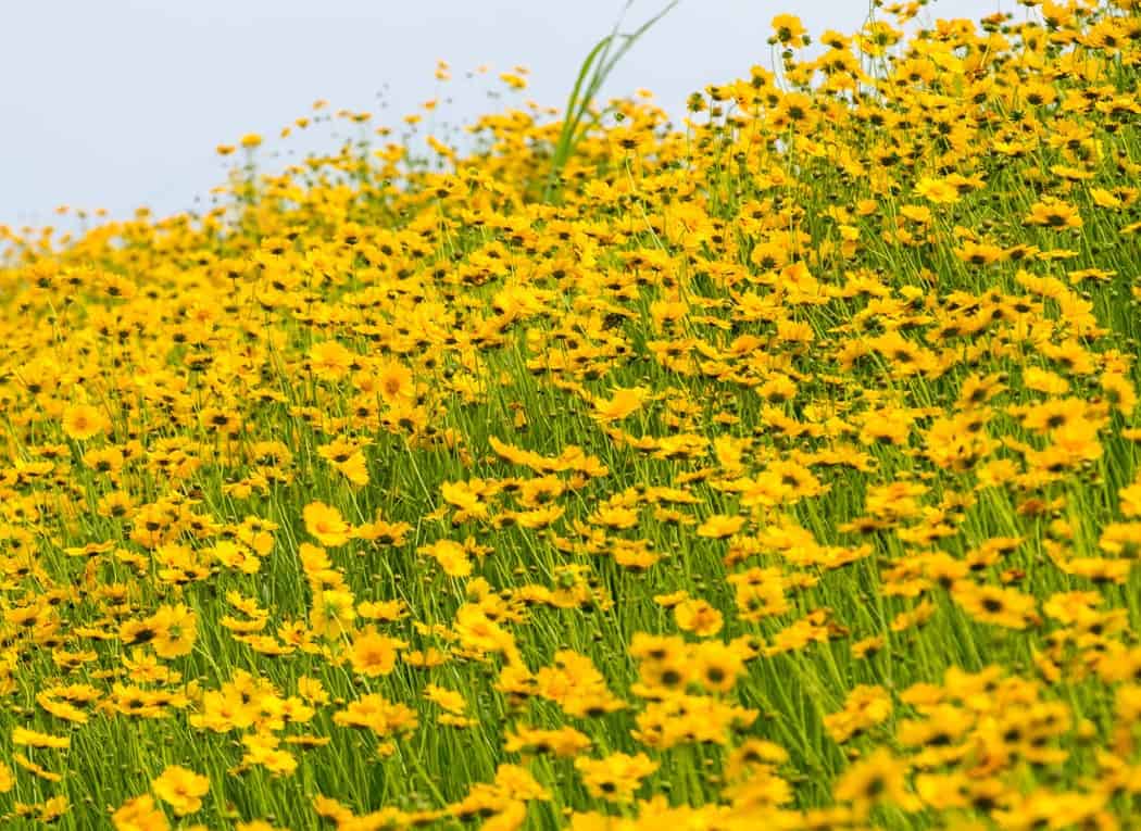 Tickseed needs full sun and well-draining soil.