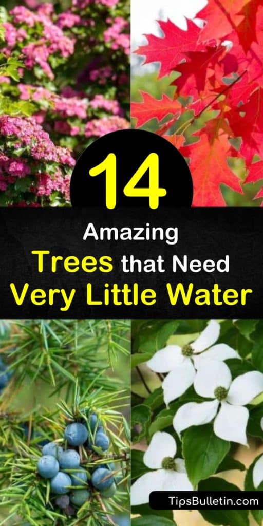 Discover incredible trees for dry sites that withstand even some of the harshest elements, like salt and wind tolerance. Plant a shade tree like Red Oak or Hackberry with wide branches. Enjoy a stunning fall color from Dogwood or conifer like Bald Cypress. #trees #dry #sites #drought #tolerant