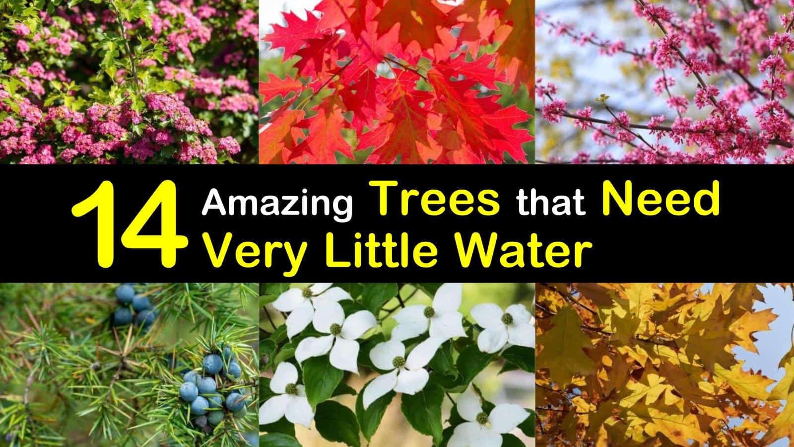 14 Amazing Trees that Need Very Little Water