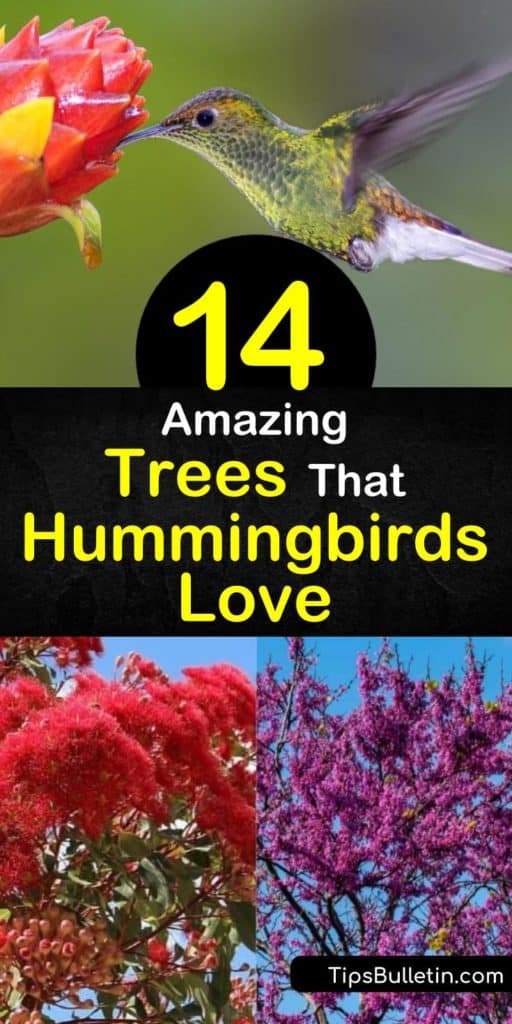 Find out how to attract hummers to your yard with more than just hummingbird feeders. Trees like the Red Buckeye, Persian Silk Tree, and Strawberry Tree, draw them in with their bright colors and tubular shaped flowers that promise sweet nectar. #hummingbirdtrees #hummingbirds #trees #gardening